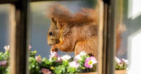 Squirrel eating nuts in window frame Foto stock