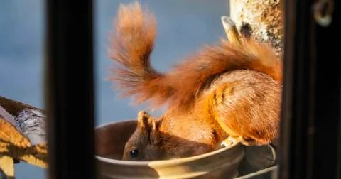 Squirrel eating nuts in window frame Stock-Fotos