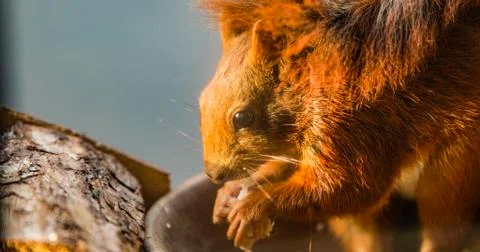 Squirrel eating nuts in window frame Stock Photos