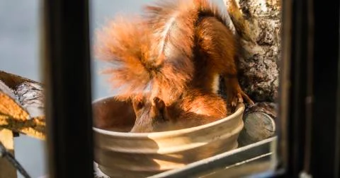 Squirrel eating nuts in window frame Foto stock