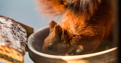 Squirrel eating nuts in window frame Foto stock