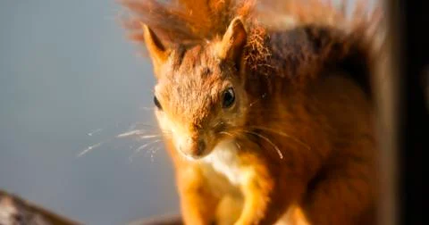 Squirrel eating nuts in window frame Stock Photos
