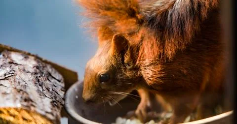 Squirrel eating nuts in window frame Foto stock