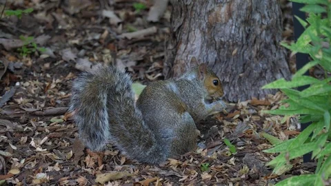 Squirrel Eating Nuts in Woods Close Up Slow Motion, 4K Stock Footage 80245124