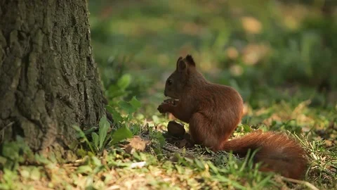 Squirrel eating nuts in the woods Video stock 163924618