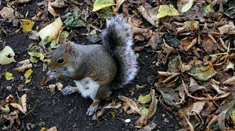 Squirrel eating in park Vídeo Stock 41978076