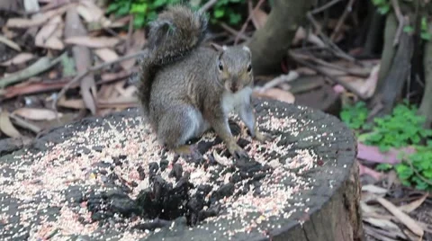 Squirrel Eating at the Park Stock Footage 49683366