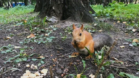 A squirrel eating in a park 库存影片 93599960