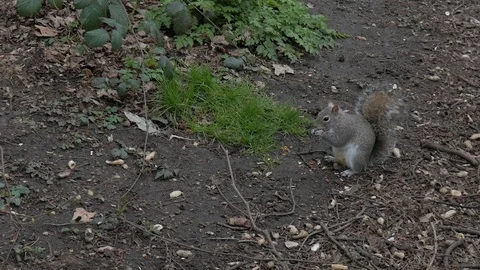 Squirrel eating at the park. Stock Footage 127860852