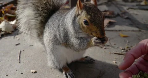 Squirrel Eating in a Park on a Leafy Path 스톡 동영상 323338101