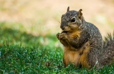 A squirrel is eating in the park Stock Photos