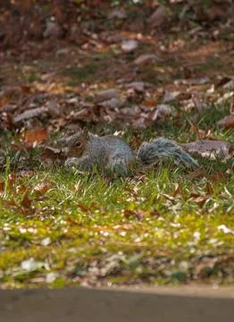 Squirrel eating in park Stock Photos
