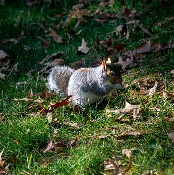 Squirrel eating in a park Stock Photos