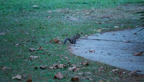 Squirrel eating on a path Foto stock