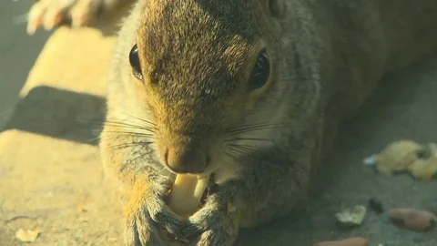Squirrel eating peanut close up Video stock 127470665