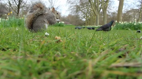Squirrel eating a peanut 動画素材 61828662