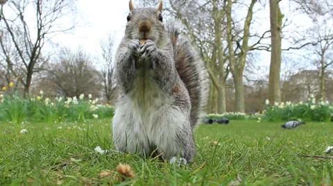 Squirrel eating a peanut 動画素材 61828907