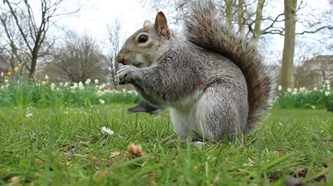 Squirrel eating a peanut 動画素材 61828967