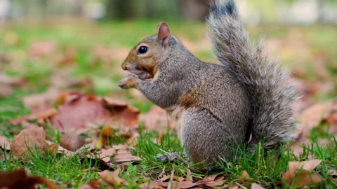 Squirrel Eating Peanut Stock Footage 135249178