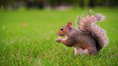Squirrel Eating Peanut Video stock 135250490