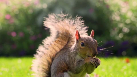Squirrel Eating Peanut Stock Footage 135250758