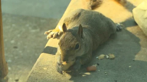 Squirrel eating peanut laying down Stock Footage 127470668