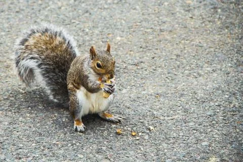 Squirrel eating a peanut in the park in Boston, USA. Stock Photos