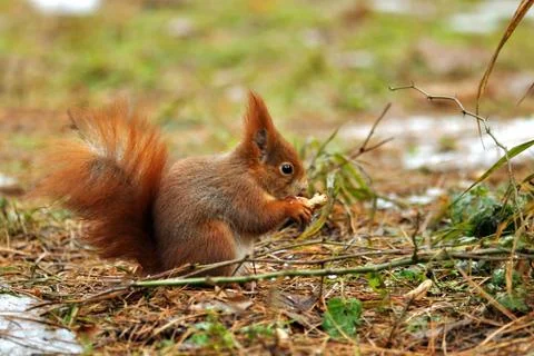 Squirrel eating peanut Stock-Fotos