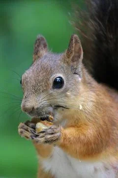 Squirrel eating peanut Stock Photos