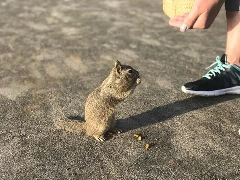 Squirrel eating peanuts Foto stock