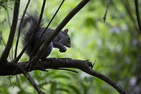 Squirrel Eating Pecan Stock Photos
