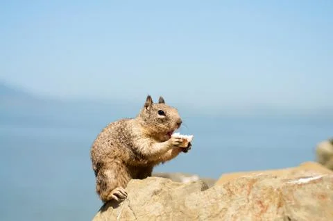 Squirrel eating Stock Photos