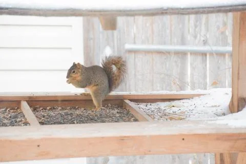 Squirrel Eating Stock Photos