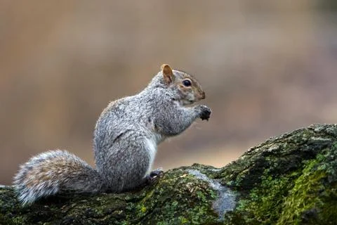 Squirrel eating Stock Photos