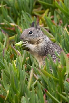 Squirrel Eating Stock Photos