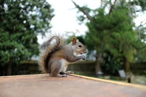 Squirrel Eating Photos