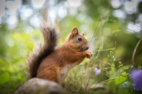 Squirrel eating Stock Photos