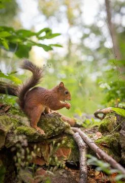 Squirrel eating Stock Photos