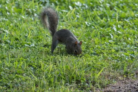 Squirrel eating Stock Photos