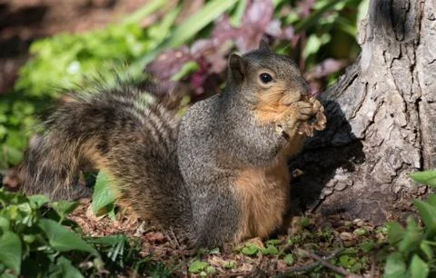 Squirrel eating Stock Photos