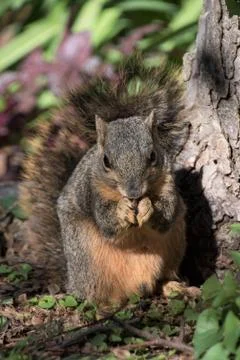 Squirrel eating Stock Photos