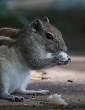 SQUIRREL EATING Stock-Fotos