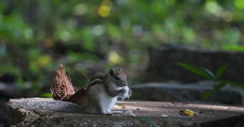 SQUIRREL EATING Stock Photos