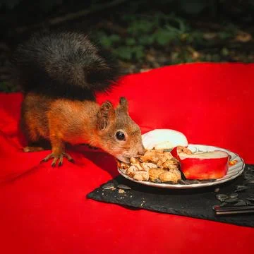 Squirrel eating Stock Photos