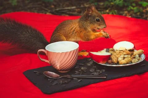 Squirrel eating Stock Photos