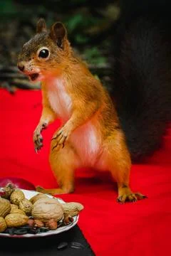 Squirrel eating Stock Photos