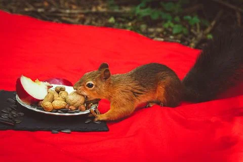 Squirrel eating Stock Photos