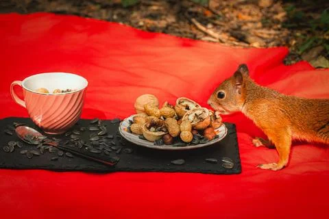 Squirrel eating Stock Photos