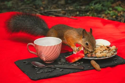 Squirrel eating Foto stock