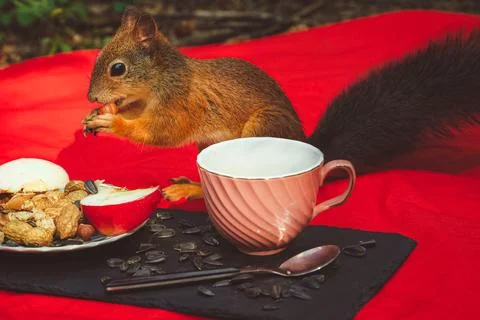 Squirrel eating Stock Photos